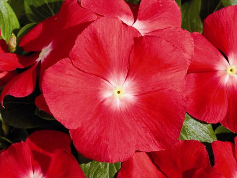photo of flower to be used as: Bedding / border plant Catharanthus roseus - Vinca Egeo F1 Cherry Red