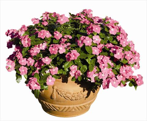 photo of flower to be used as: Bedding / border plant Catharanthus roseus - Vinca Egeo F1
