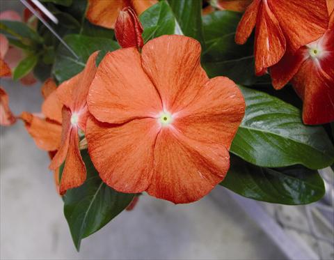 photo of flower to be used as: Bedding / border plant Catharanthus roseus - Vinca Egeo F1 Orange