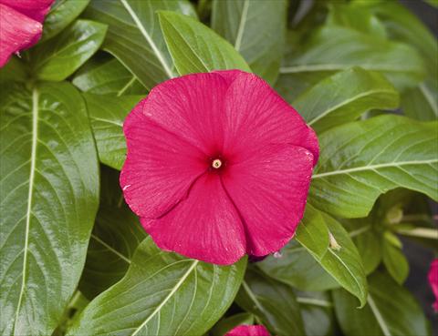 photo of flower to be used as: Bedding / border plant Catharanthus roseus - Vinca Cora F1 Burgundy