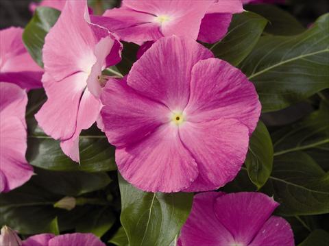 photo of flower to be used as: Bedding / border plant Catharanthus roseus - Vinca Cora F1 Deep Lavander