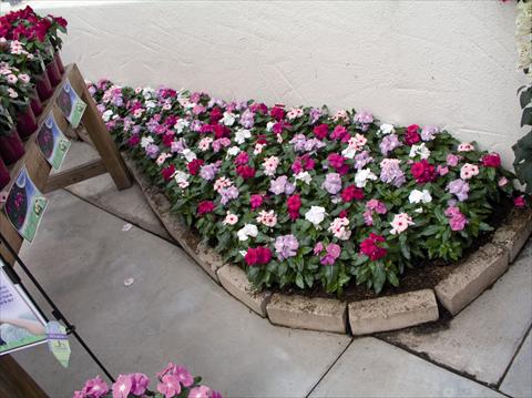 photo of flower to be used as: Bedding / border plant Catharanthus roseus - Vinca Cora F1 Mix