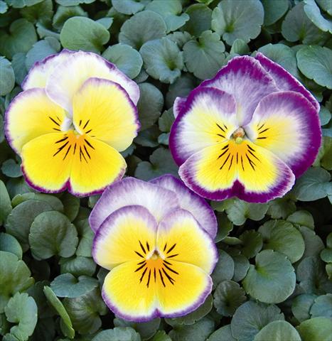 photo of flower to be used as: Bedding / border plant Viola wittrockiana Radiance