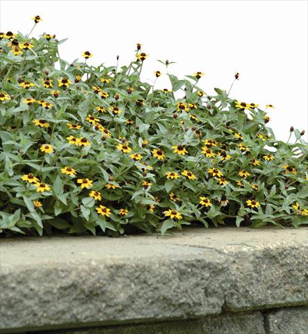 photo of flower to be used as: Bedding / border plant Zinnia maritima Solcito Yellow