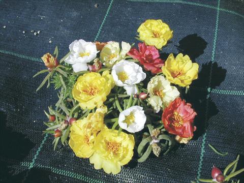 photo of flower to be used as: Pot and bedding Portulaca Margherita Mix