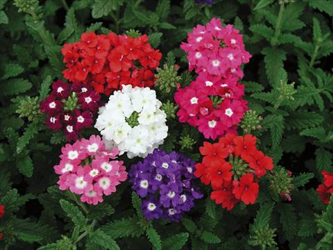 photo of flower to be used as: Bedding pot or basket Verbena Tuscany mix