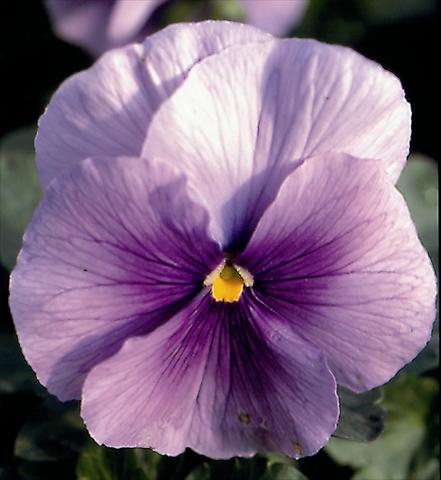 photo of flower to be used as: Bedding / border plant Viola wittrockiana Super Florian