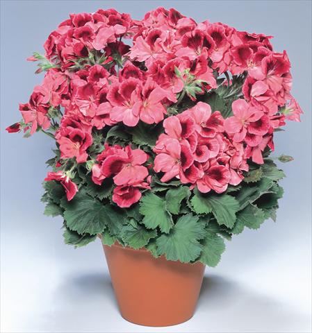 photo of flower to be used as: Pot Pelargonium grandiflorum pac® Aristo® Apricot