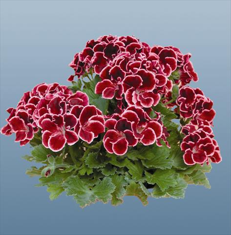 photo of flower to be used as: Pot Pelargonium grandiflorum pac® Aristo® Beauty