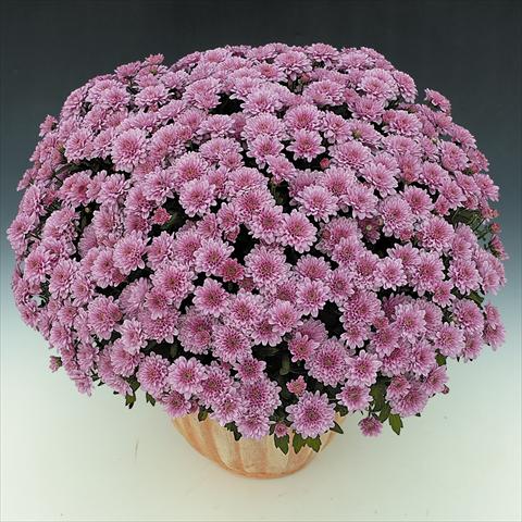 photo of flower to be used as: Pot and bedding Chrysanthemum BonBon Rosé