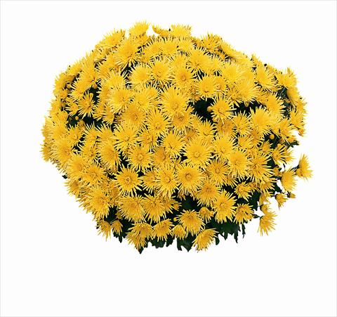 photo of flower to be used as: Pot Chrysanthemum Cine