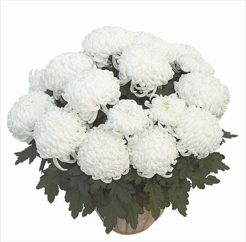 photo of flower to be used as: Pot Chrysanthemum Clapoti Blanc