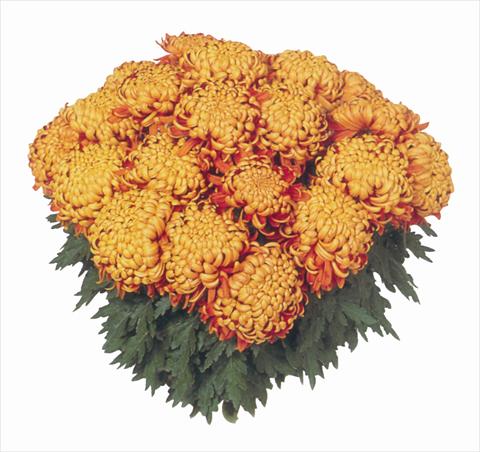 photo of flower to be used as: Pot Chrysanthemum India