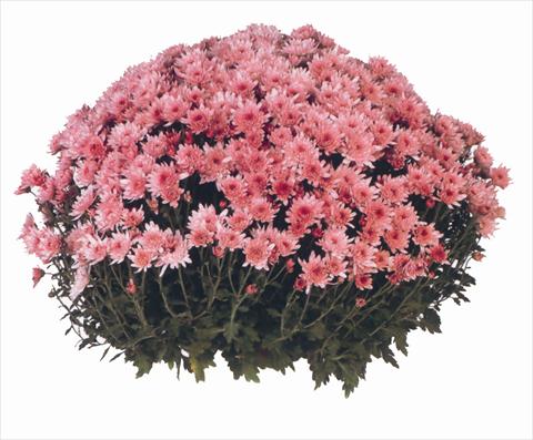 photo of flower to be used as: Pot and bedding Chrysanthemum Yahou