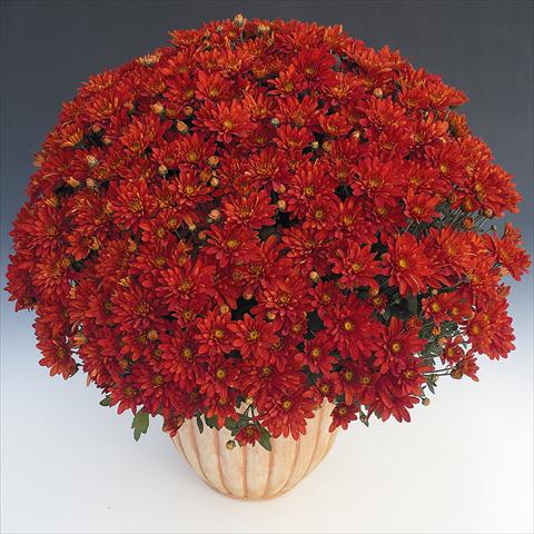 photo of flower to be used as: Pot and bedding Chrysanthemum Fada Rouge