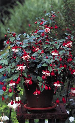 photo of flower to be used as: Basket / Pot Fuchsia General Monk Red White