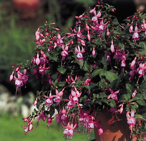photo of flower to be used as: Basket / Pot Fuchsia Pink Beacon