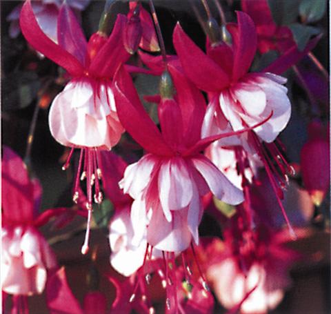 photo of flower to be used as: Basket / Pot Fuchsia El Camino