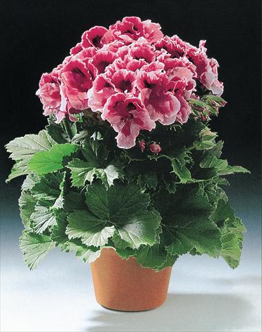 photo of flower to be used as: Pot and bedding Pelargonium grandiflorum Fabiola