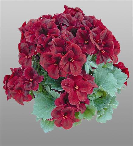 photo of flower to be used as: Pot and bedding Pelargonium grandiflorum pac® Aristo® Shocko