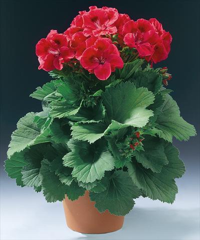photo of flower to be used as: Pot and bedding Pelargonium grandiflorum Wien