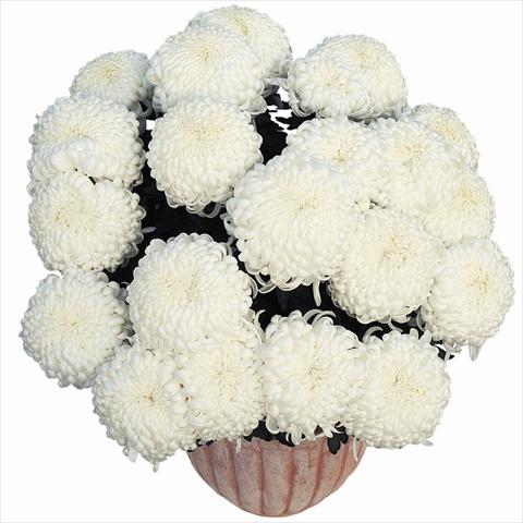photo of flower to be used as: Pot Chrysanthemum Komodo Blanc