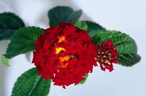 photo of flower to be used as: Pot and bedding Lantana camara Kolibri Red