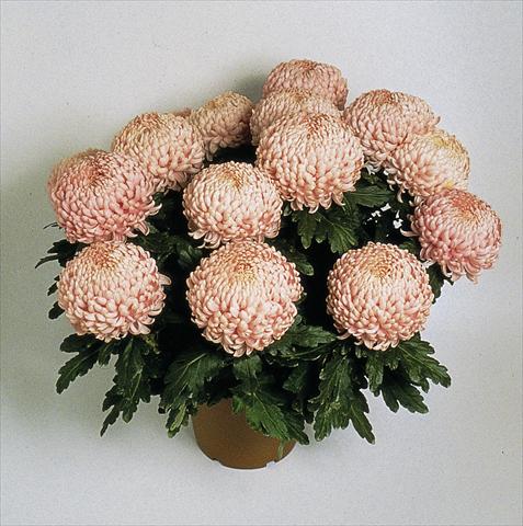 photo of flower to be used as: Pot Chrysanthemum Movida