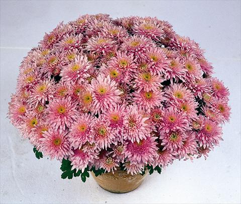 photo of flower to be used as: Pot Chrysanthemum Obao