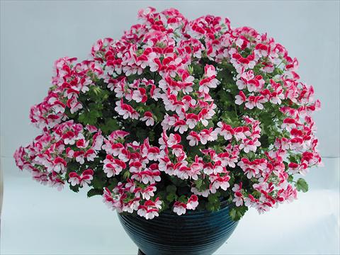 photo of flower to be used as: Pot Pelargonium grandiflorum pac® Angeleyes® Bicolor