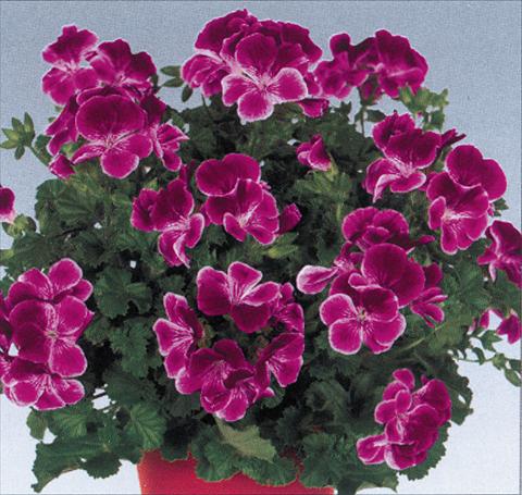 photo of flower to be used as: Pot Pelargonium grandiflorum pac® Angeleyes® Burgundy