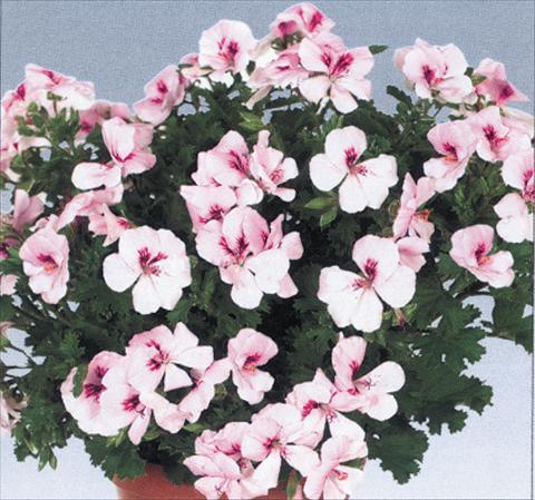 photo of flower to be used as: Pot Pelargonium grandiflorum pac® Angeleyes® Light