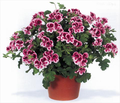 photo of flower to be used as: Pot Pelargonium grandiflorum pac® Angeleyes® Randy