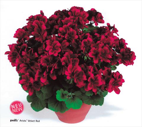 photo of flower to be used as: Pot and bedding Pelargonium grandiflorum pac® Aristo® Velvet Red