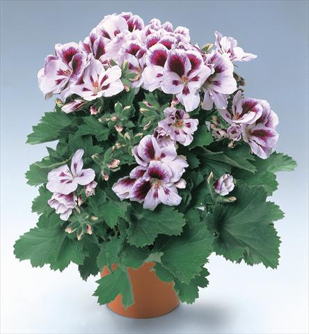 photo of flower to be used as: Pot and bedding Pelargonium grandiflorum pac® Aristo® Clara Shumann