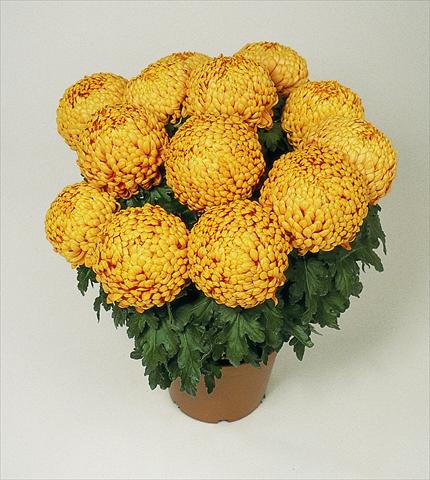 photo of flower to be used as: Pot Chrysanthemum Polochon