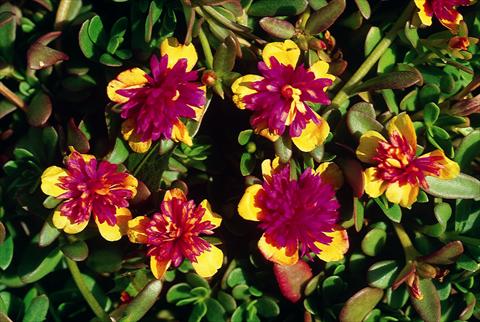 photo of flower to be used as: Bedding pot or basket Portulaca Sun Bicolour