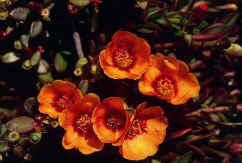 photo of flower to be used as: Bedding pot or basket Portulaca Orange