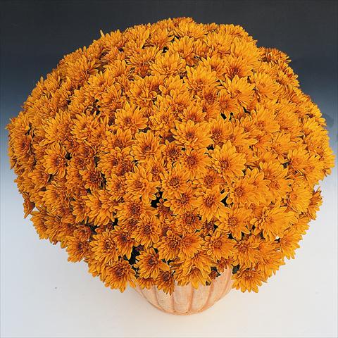 photo of flower to be used as: Pot and bedding Chrysanthemum Soda Cognac