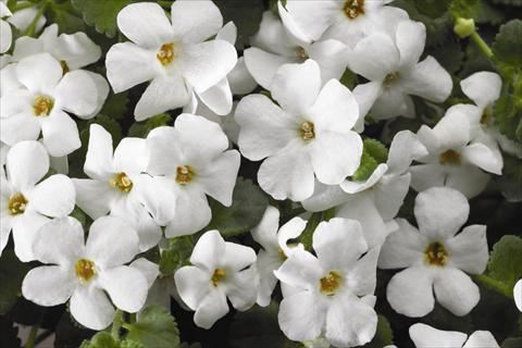 photo of flower to be used as: Bedding pot or basket Bacopa (Sutera cordata) Jumbo White