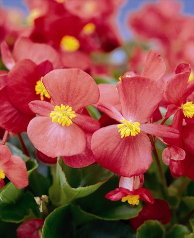 photo of flower to be used as: Bedding / border plant Begonia semperflorens Ascot