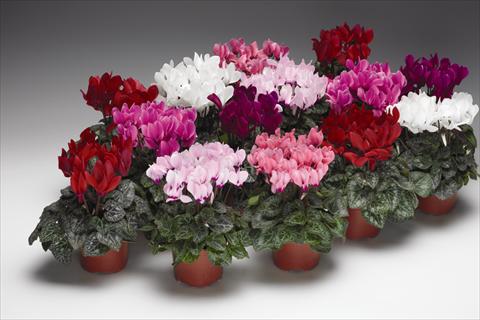 photo of flower to be used as: Basket / Pot Cyclamen persicum  Zanetto F1