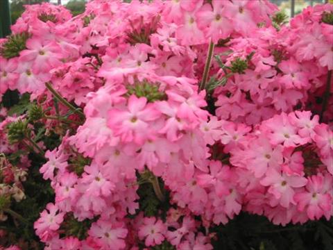 photo of flower to be used as: Pot, bedding, patio, basket Verbena Magelana Pink Swirl