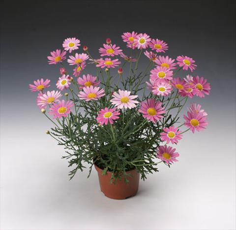 photo of flower to be used as: Pot and bedding Argyranthemum frutescens Molimba® Maggy Rose single