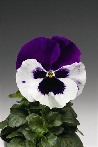 photo of flower to be used as: Bedding / border plant Viola wittrockiana Colossus F1 White with Purple Wing