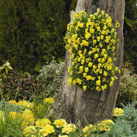 photo of flower to be used as: Basket / Pot Viola cornuta Endurio F1 Pure Yellow