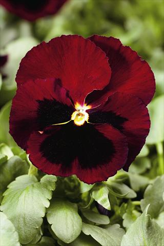 photo of flower to be used as: Bedding / border plant Viola wittrockiana Colossus F1 Red with Blotch
