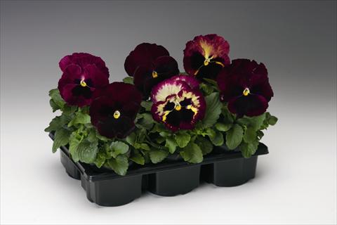 photo of flower to be used as: Bedding / border plant Viola wittrockiana Colossus F1 Rose Medley