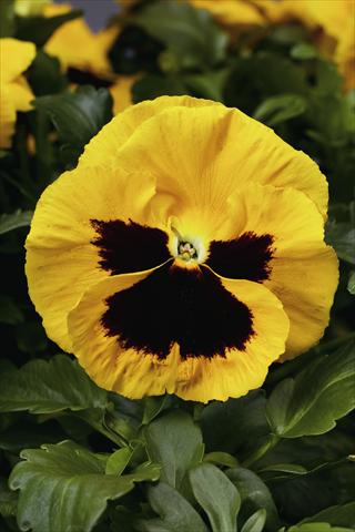 photo of flower to be used as: Bedding / border plant Viola wittrockiana Colossus F1 Yellow with Blotch