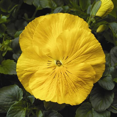 photo of flower to be used as: Bedding / border plant Viola wittrockiana Colossus F1 Yellow